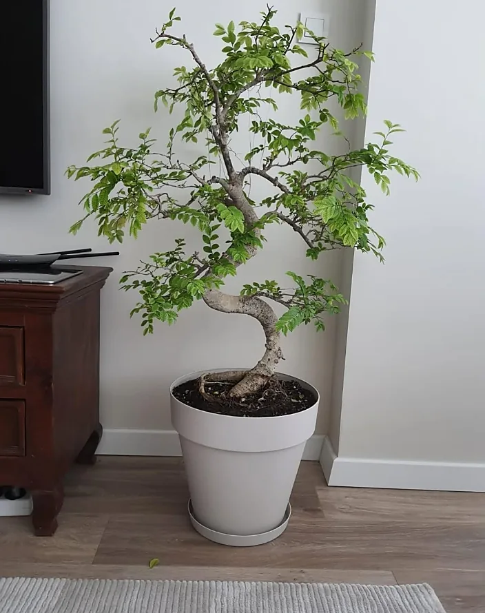 Beyaz saksıda Çin karaağacı bonsai; kıvrımlı gövde ve ince dallı yeşil taç