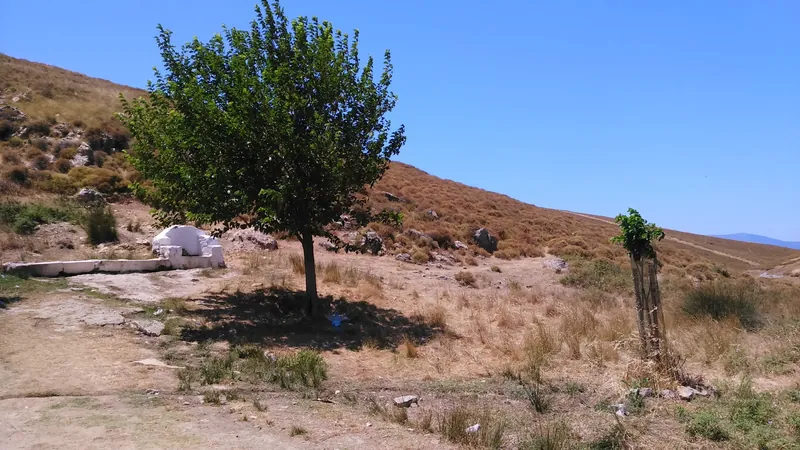 Kurak bir yamaçta tek bir yeşil ağaç ve yanındaki taş çeşme