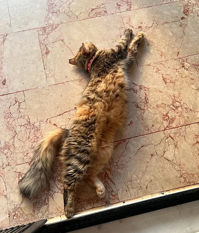 Mermer zeminde uzanmış tekir kedi