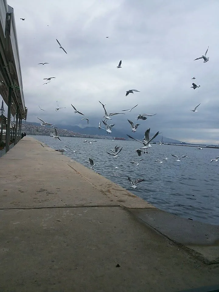 Kordon boyunda havalanan martı sürüsü, arkada körfez ve dağlar